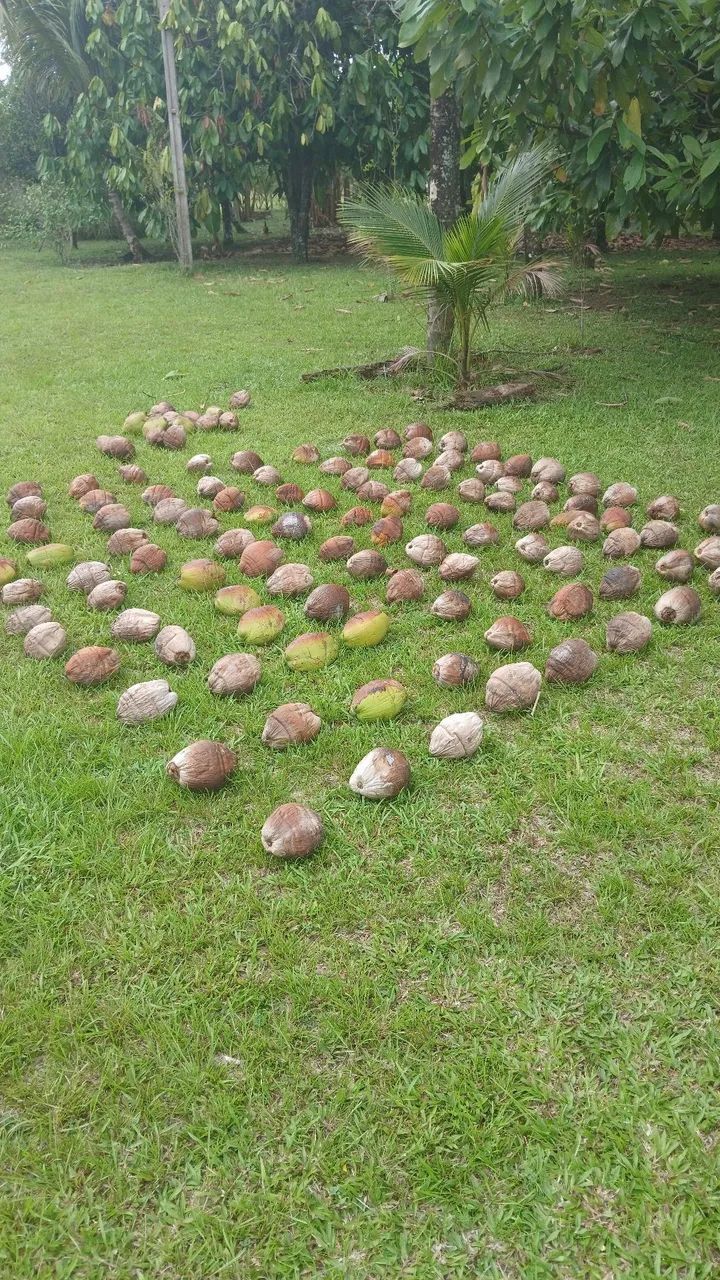 417 cocos secos