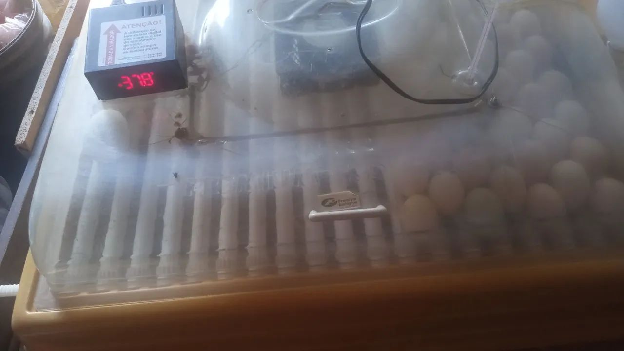 Chocadeira  - Foto 2