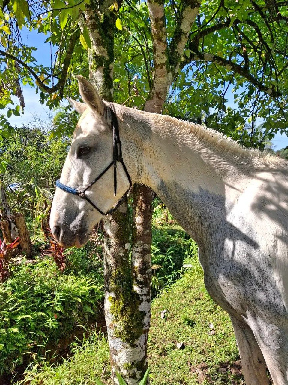 Egua Mangolina domada  - Foto 2