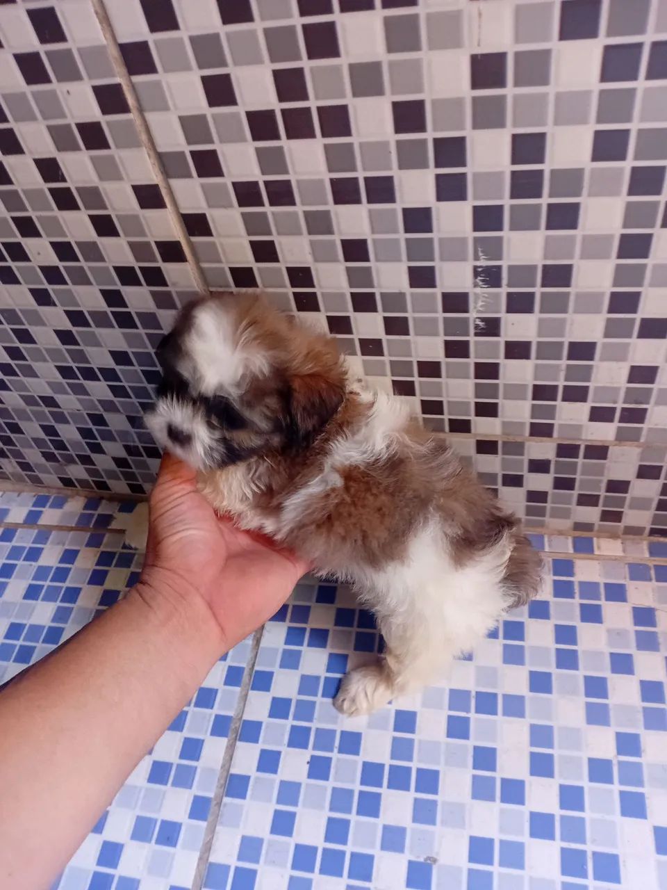 Poodle Shih Tzu 