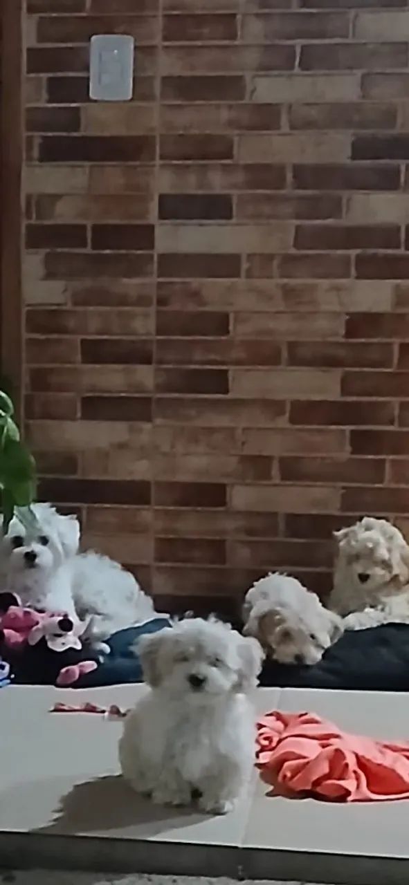 Poodle fêmea 