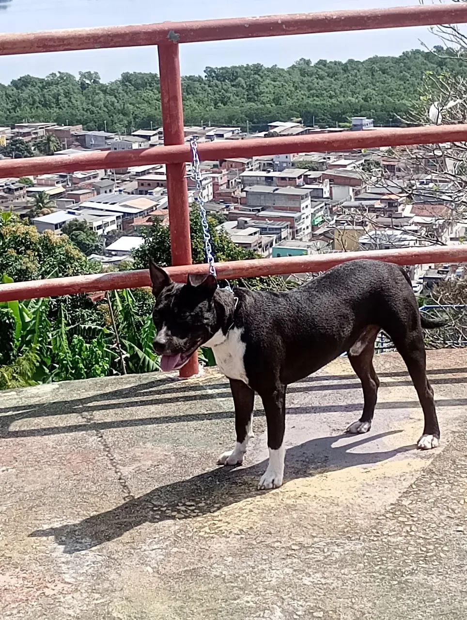 Vendo ou Troco - Foto 4