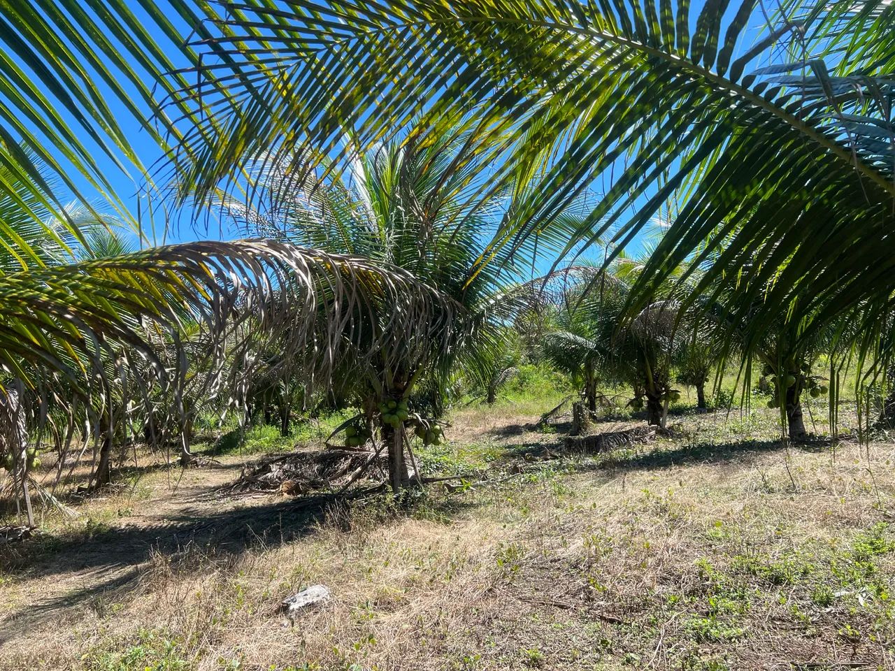 VENDO TERRENO NA ALÇA VIÁRIA KM 32  - Foto 3
