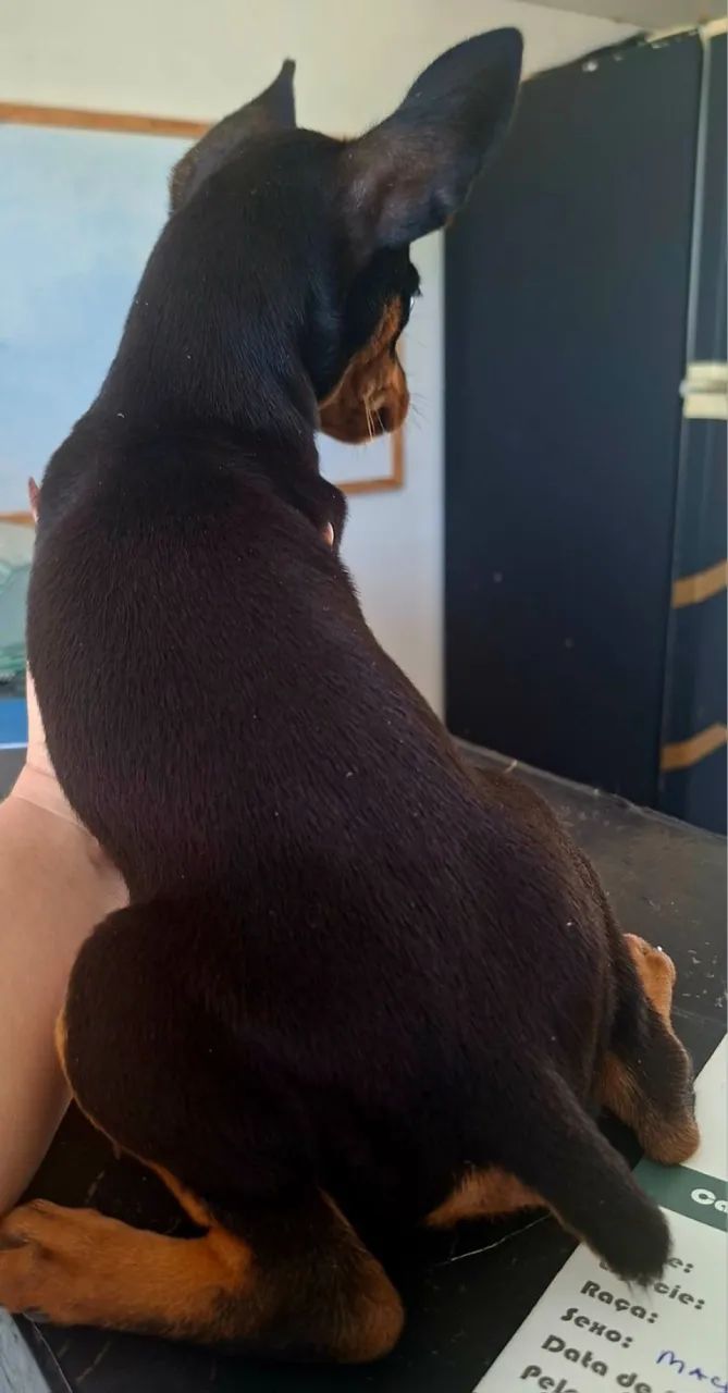 Cachorro  - Foto 2
