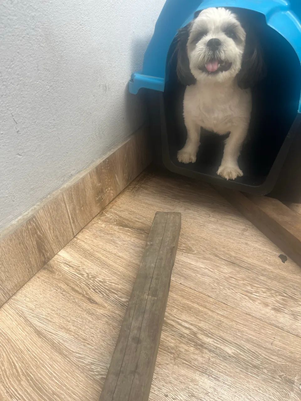 Cão Shih Tzu - Foto 5