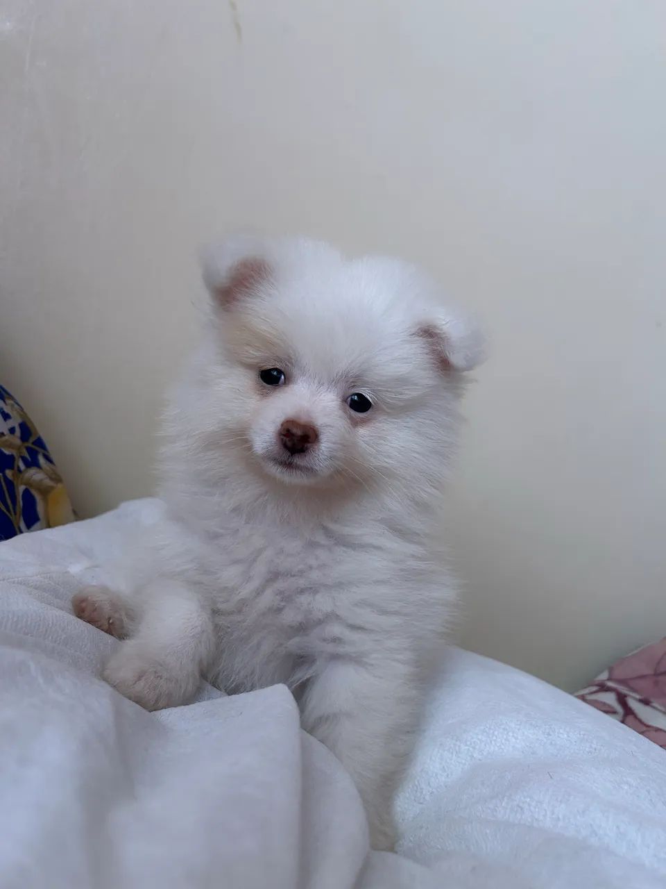 Spitz alemão anã  - Foto 2