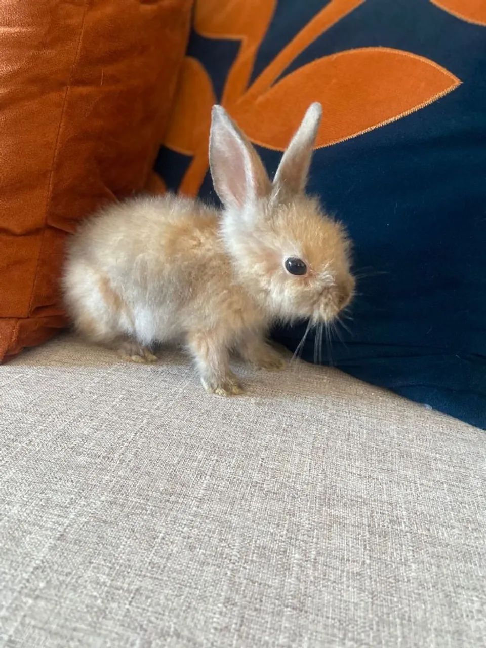 Filhotes de Coelho  - Foto 6