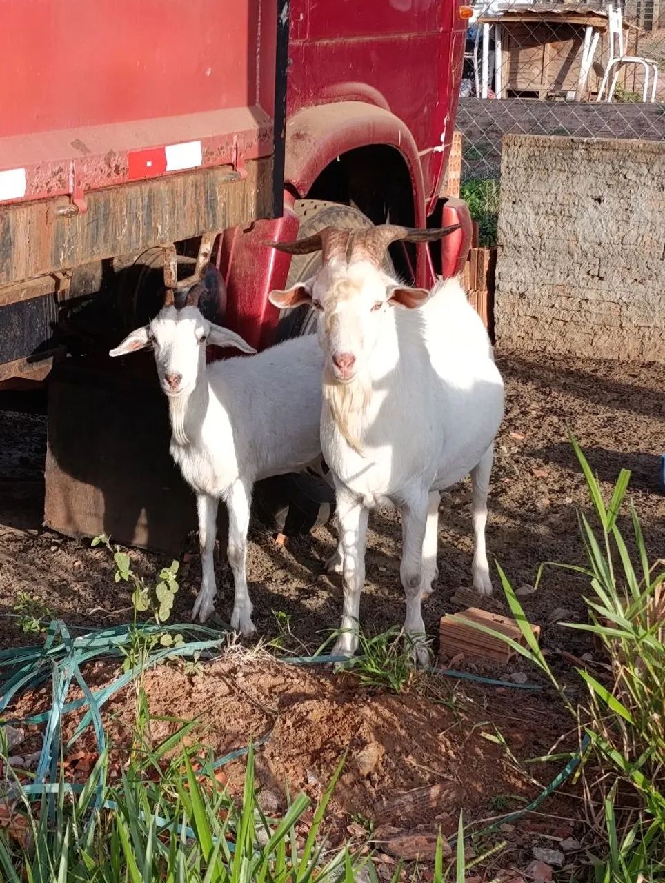 Cabrito  - Foto 4