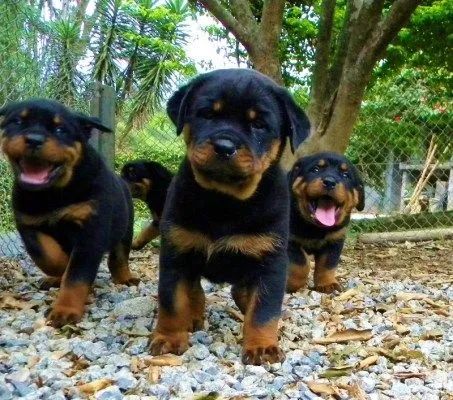 Rottweiler  - Foto 4