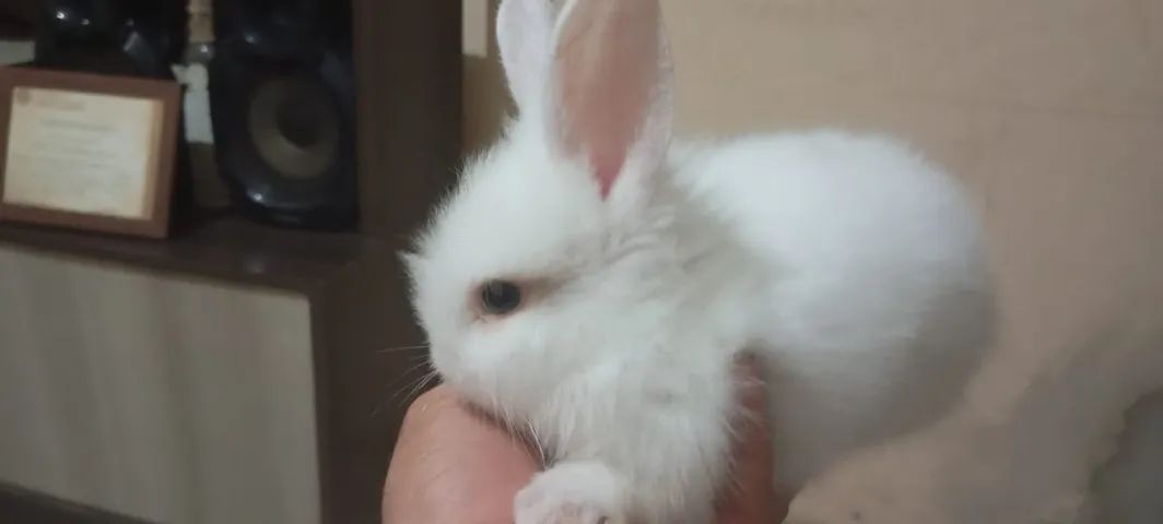 Filhotes de Coelho da Raça Mine Lion - Foto 6