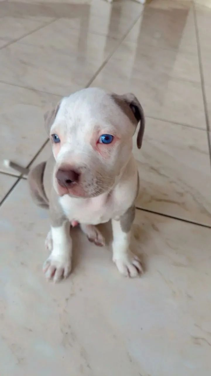 Vende-se Pittbull Macho 