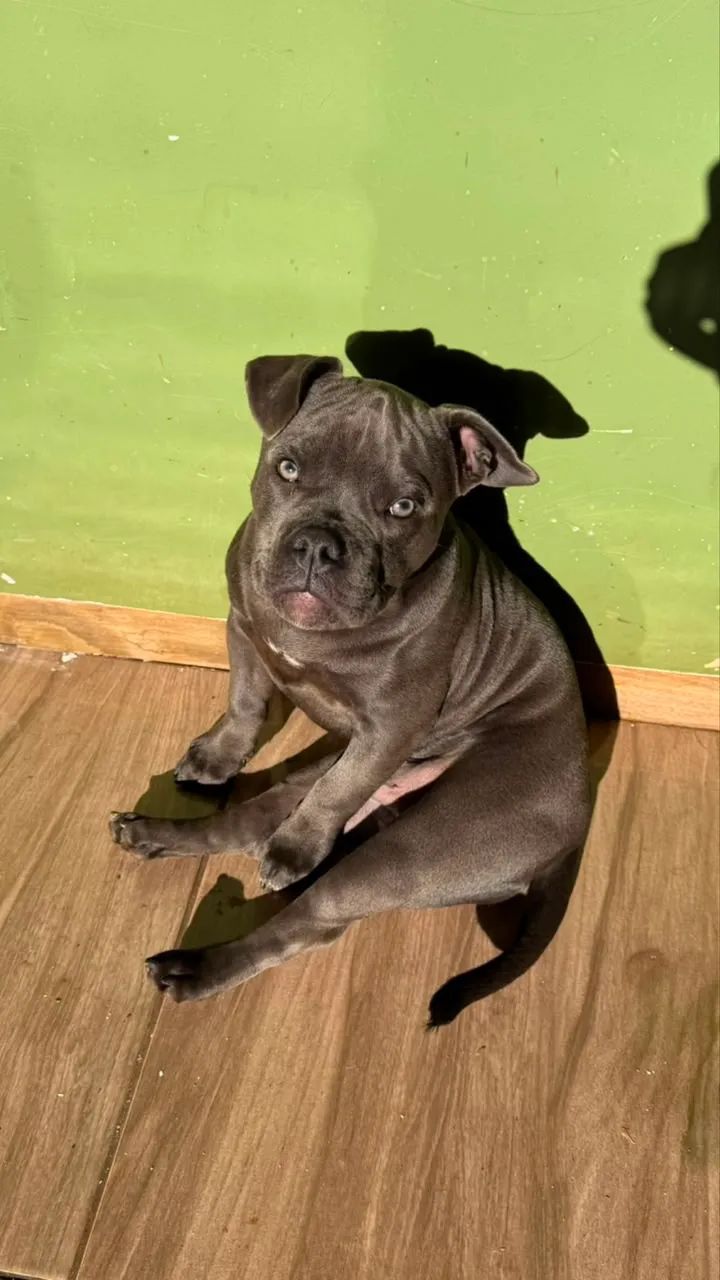 Vendo filhote de American bully  - Foto 2