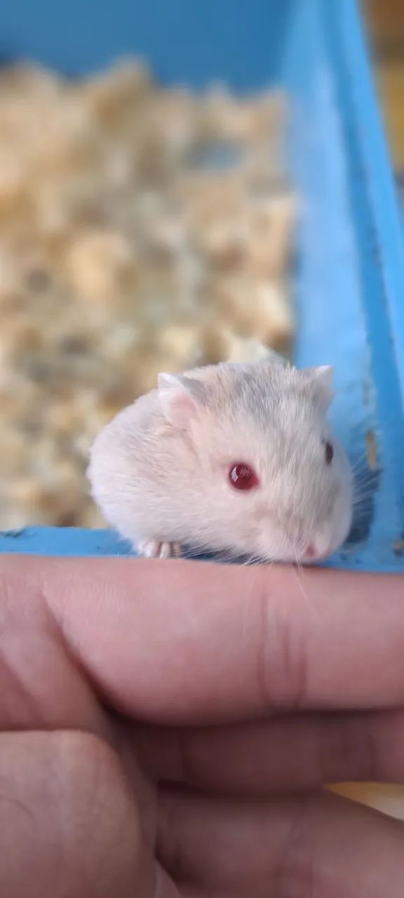 Hamster Anão Russo  - Foto 3