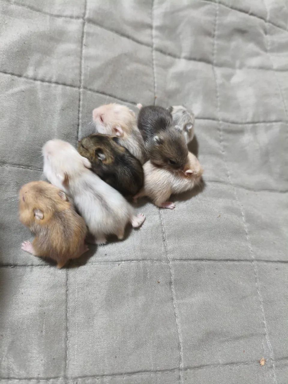 Hamster filhotes64962661011713123