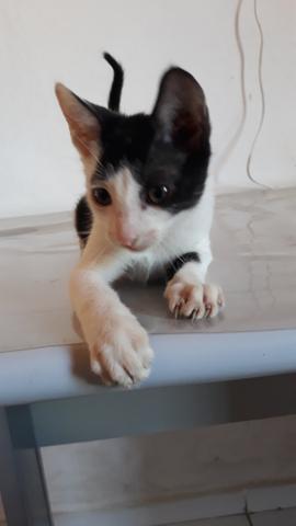 Gato pra adoção. - Foto 5