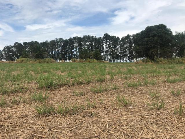 Vende-se Fazenda na Cidade de Dirce Reis-SP - Foto 3