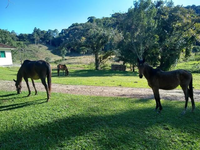 Excelente fazenda em Antonina 40 Alqueires - Foto 12