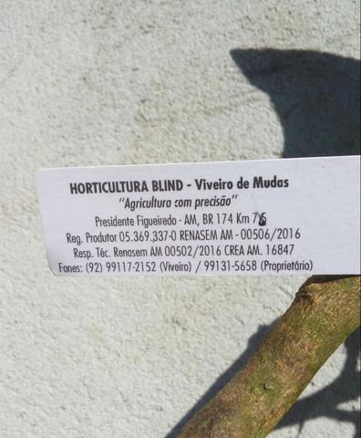 Mudas citricas - Foto 2