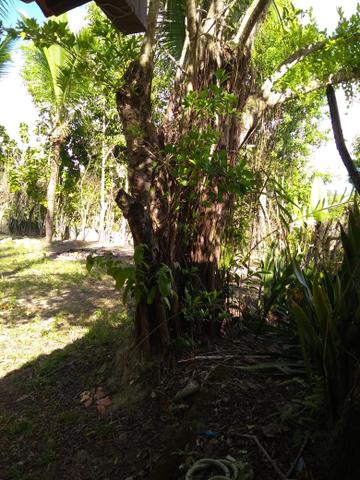 Sítio na ilha Taíru, 08 minutos da praia - Foto 7