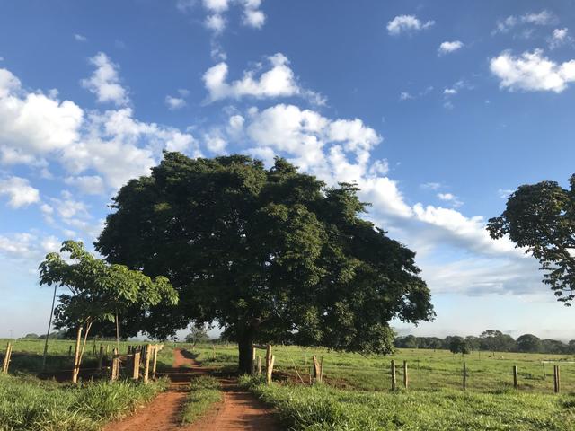 Vendo Sítio - Hidrolândia - GO - Foto 11