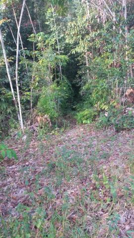 Sitio ramal pau rosa