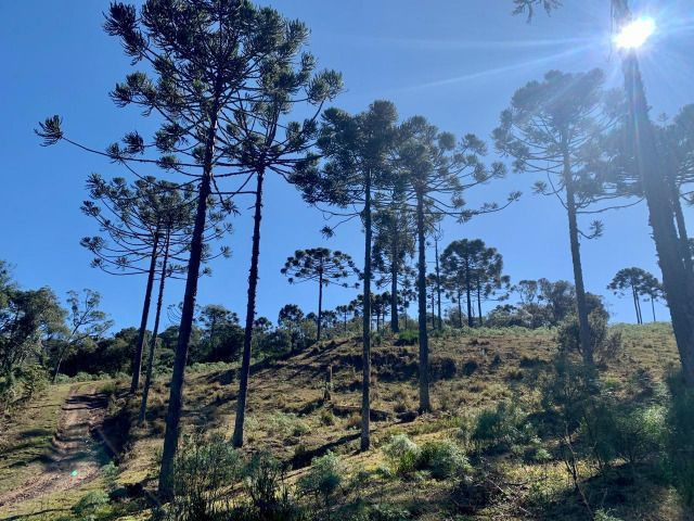 Terrenos, sítios e fazendas - Urubici, SC - Foto 2