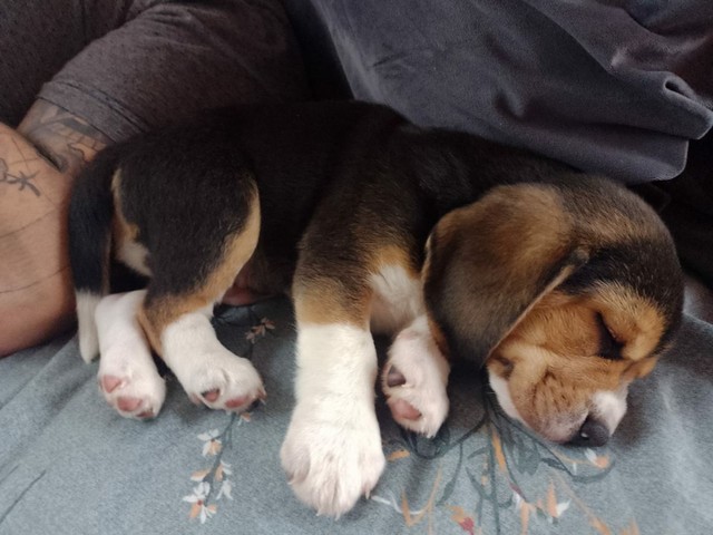 Filhotes Beagle - Foto 5