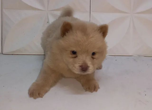 Filhotes chow chow  - Foto 3
