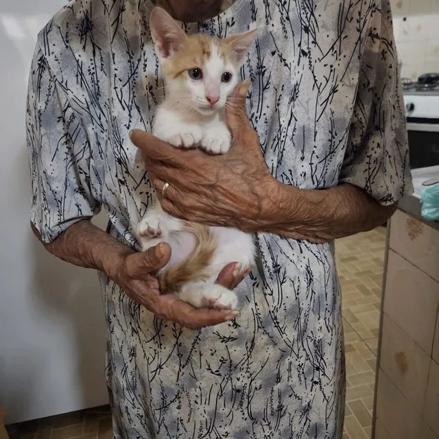 Doa-se filhotes de gatos - Gatos e acessórios - Jardim Myrian Moreira da  Costa, Campinas 1256925412