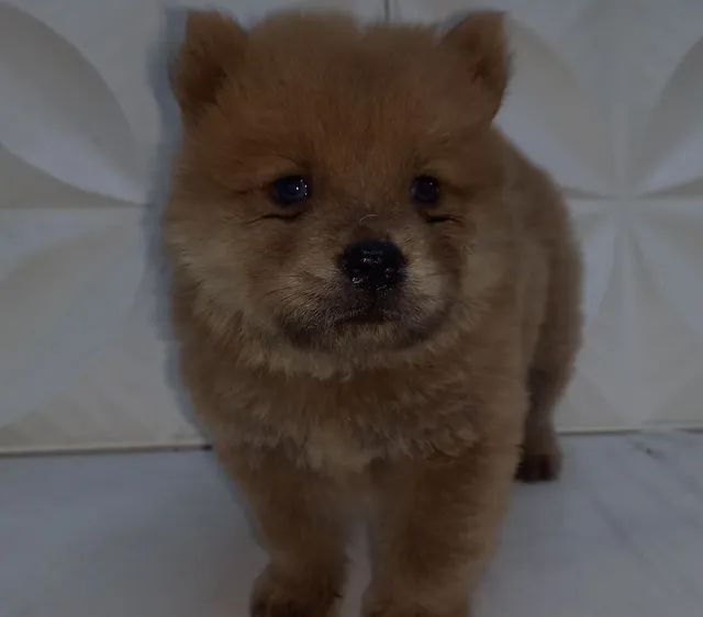 Filhotes chow chow  - Foto 4
