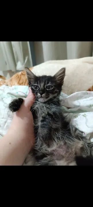 Gatinhos fofinhos para adoção! 