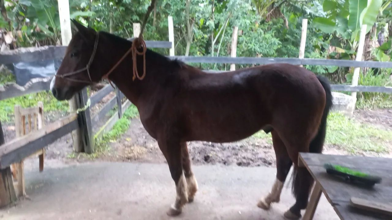 Cavalo crioulo  - Foto 2