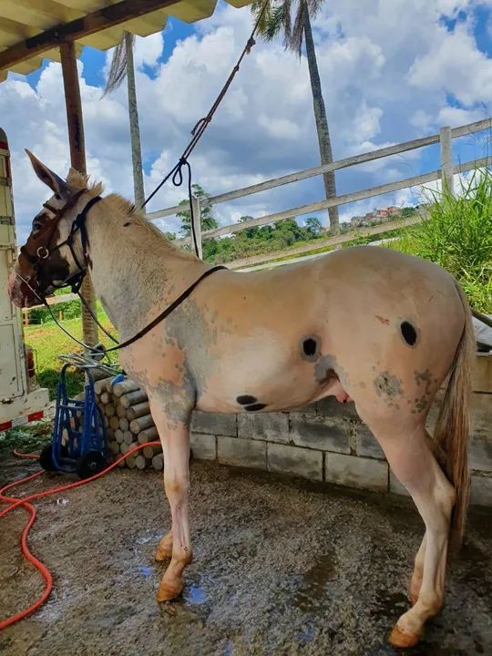 Burro boa indole - Foto 2