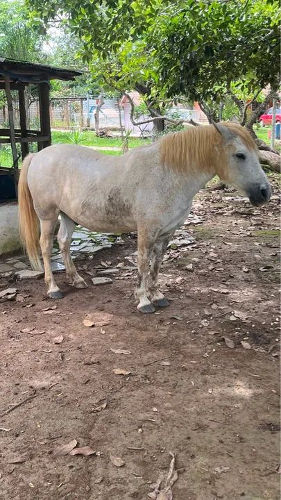 Cavalo de fazenda - Foto 4