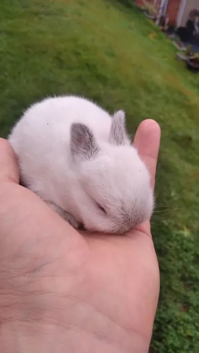 Coelhinho bebê, muito fofo! - Foto 5