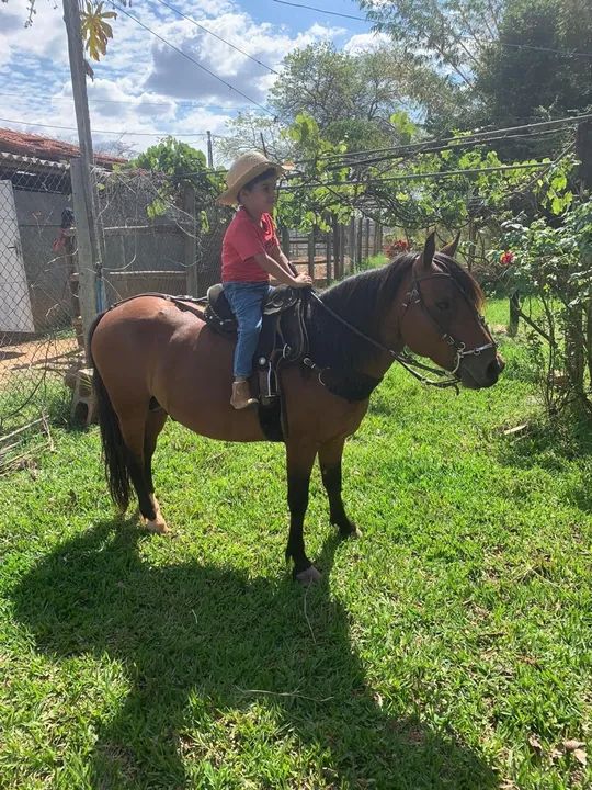 Vendo pônei manso  - Foto 3