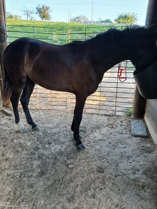 Cavalo Mangalarga Marchador - Foto 2