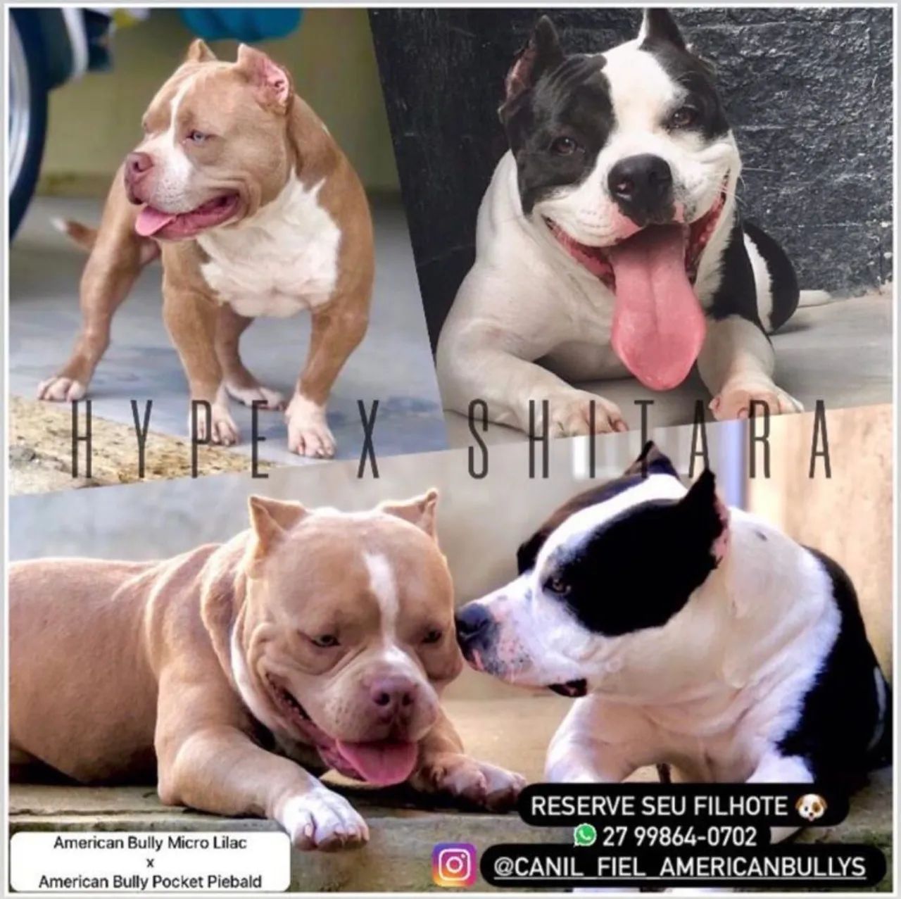 Fashion american bully olx