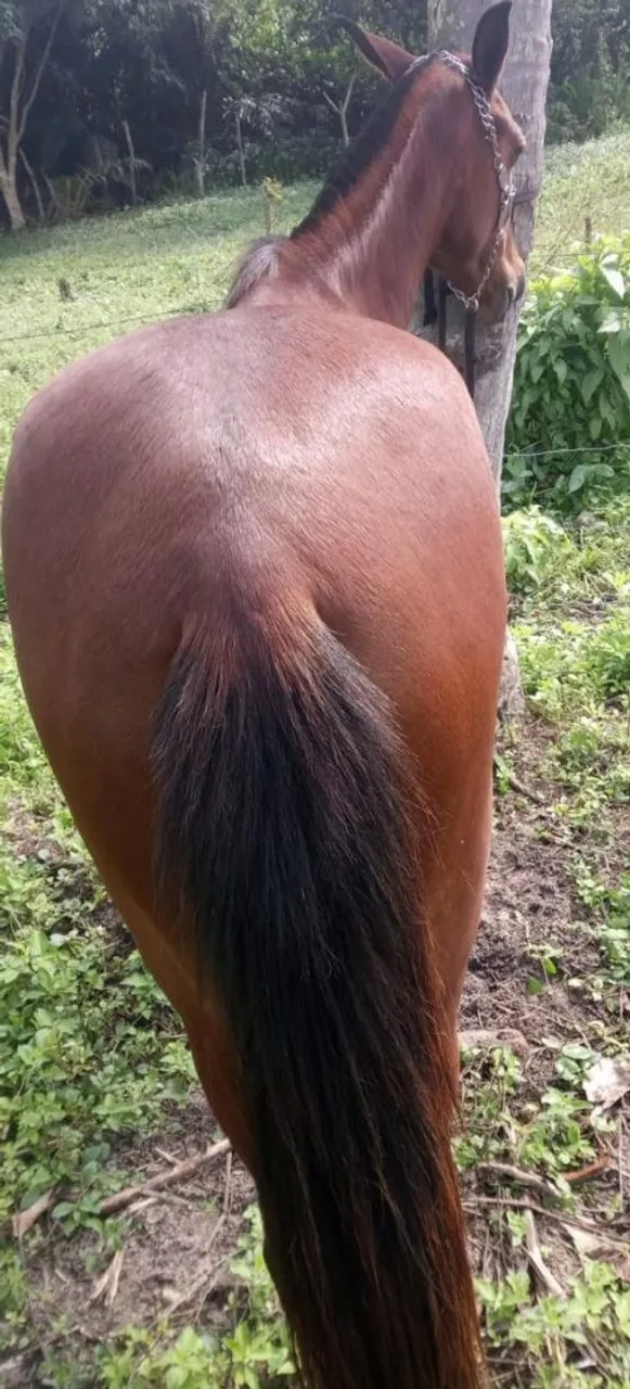Potra mangalarga