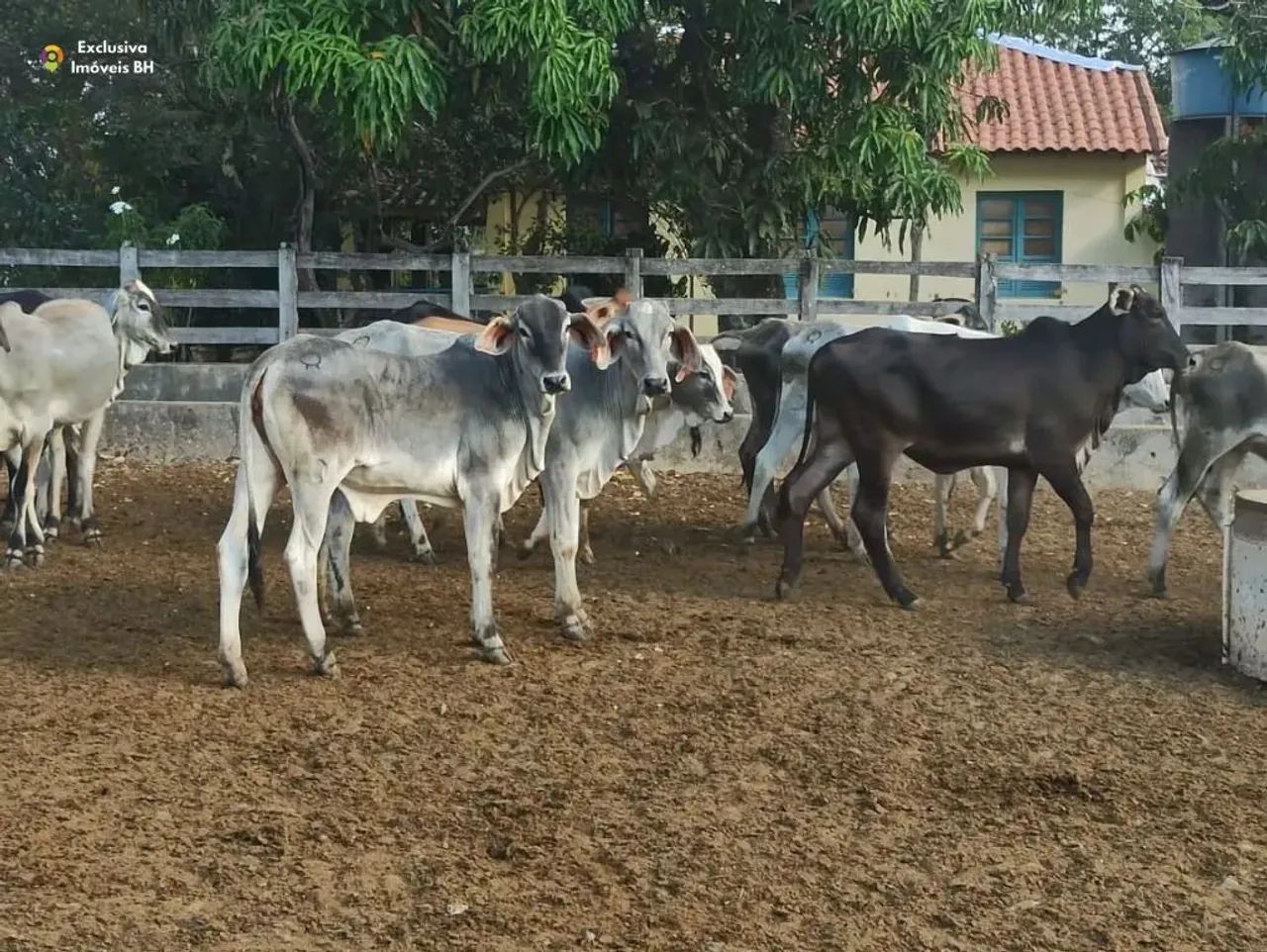 Fazenda à Venda em Abaeté - MG. 652 ha - Zona Rural. - Foto 4