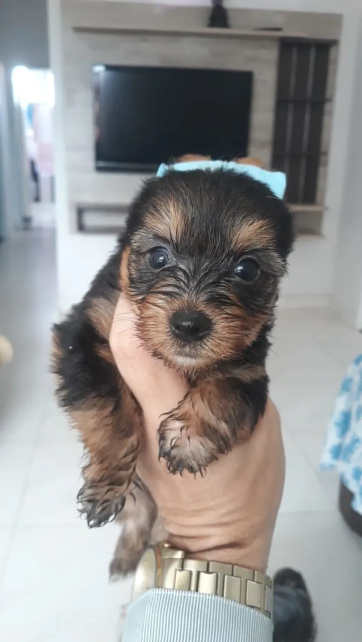 Filhote de Yorkshire Terrier macho para venda