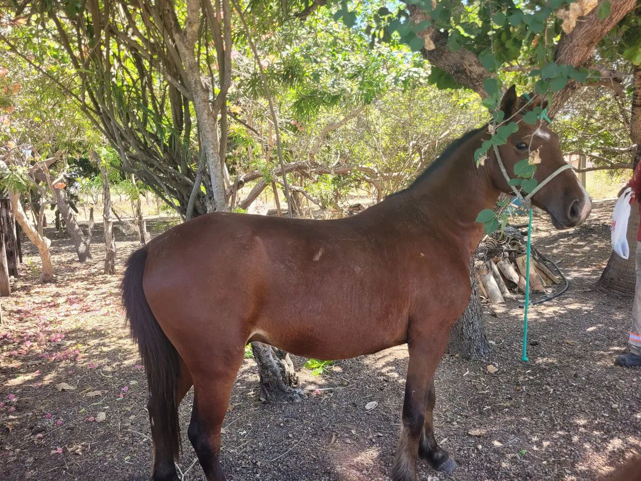 Cavalo castrado manso