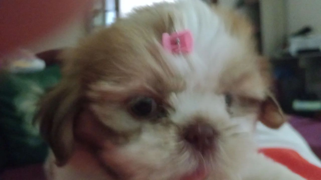 Filhotes de Shih-Tzu e Pinscher com Pedigree - Foto 3