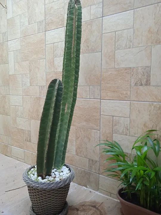 Cacto Mandacaru Grande - 1,50 com vaso