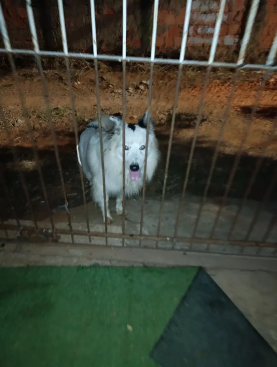 Cachorro PERDIDO na rua major Nabuo oba Uvaranas 