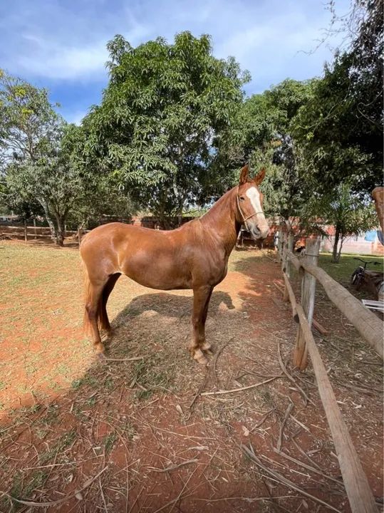 Egua Mangalarga Marchador registrada 
