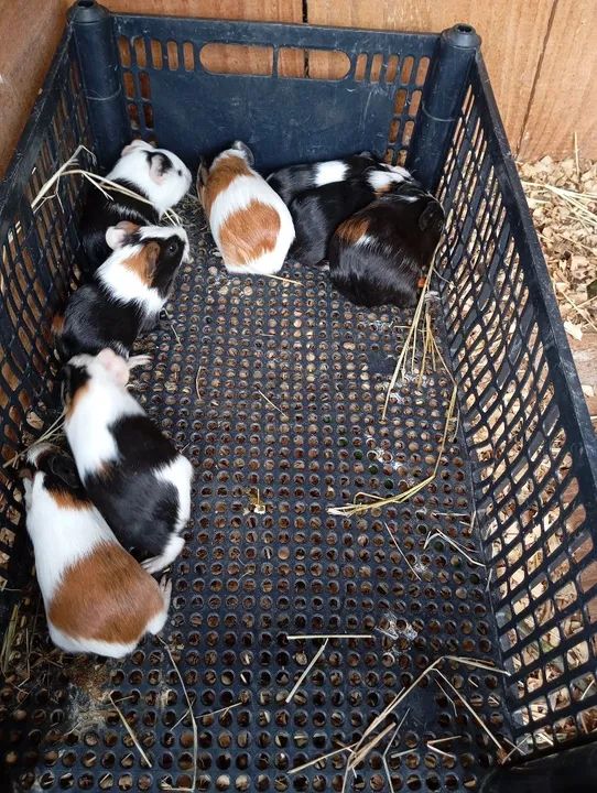 Filhotes de porquinhos da índia- Lindos e saudáveis - Foto 3