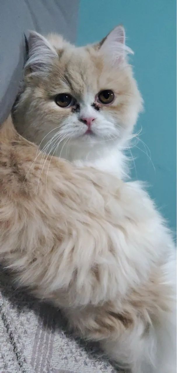 Persa fofo pra vender, macho cor creme 