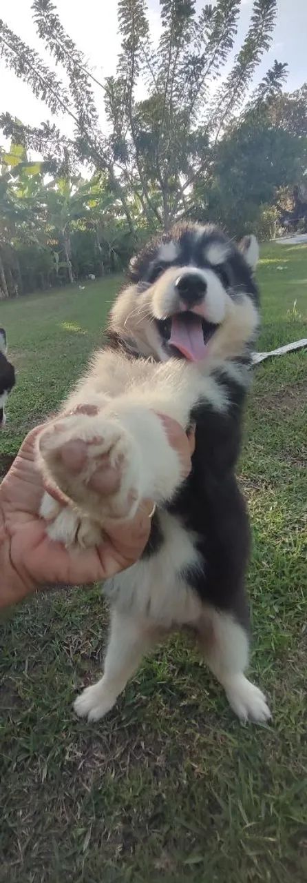 Husky Siberiano - Filhotes lindos  - Foto 5