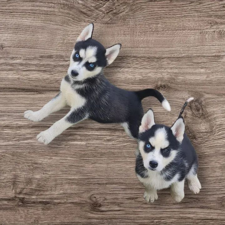 Husky Siberiano! - Foto 4